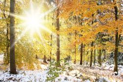 Fototapeten - Herbstlaub