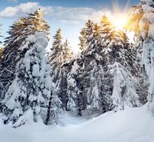 Fotomurales - Nieve Invierno