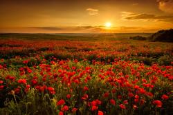 Wall Murals - Poppies