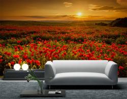 Poppies