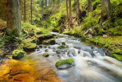 Wall Murals - Forest and River