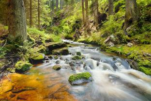 Fototapet - Skog Flod