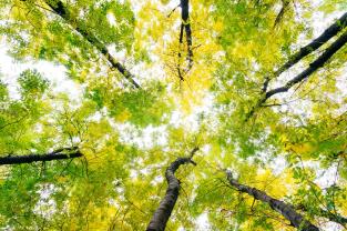 Wall Murals - Trees Spring Day