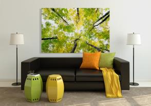Wall Murals - Trees Spring Day