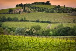Fototapet - Toscana Italien