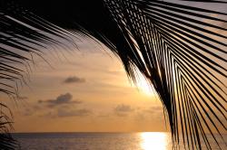 Wall Murals - Palm Tree