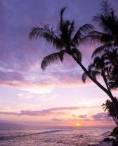 Wall Murals - Palm Beach