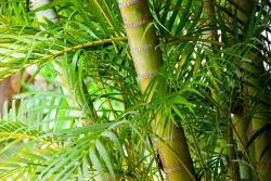 Wall Murals - Tropical Bamboo