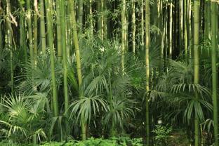 Fototapeter - Bambu
