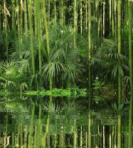 Fototapeter - Bambu