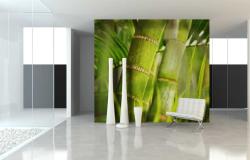 Bamboo
