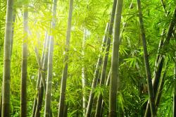 Murais de Parede - Bambu Floresta