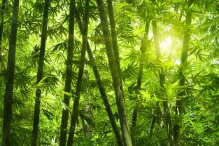 Fotomurali - Bambù Foresta