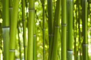 Murais de Parede - Bambu