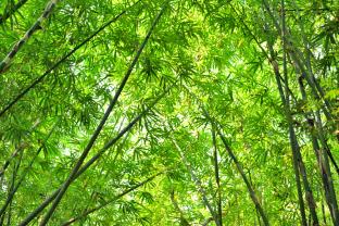 Fotomurali - Bambù Foresta