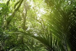 Fotomurali - Foresta Tropicale