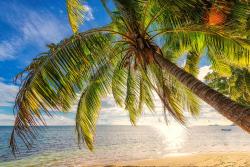 Fotomurali - Isola Seychelles