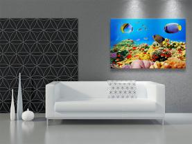 Fotobehang - Vissen