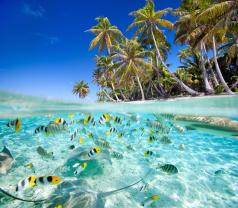 Wall Murals - Tropical Sea Life