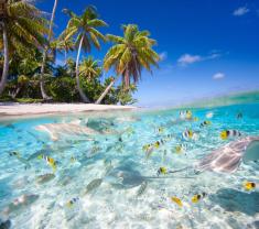 Wall Murals - Tropical Sea Life