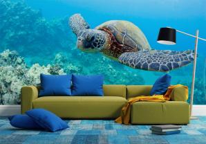 Zeeschildpad