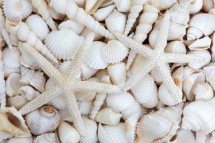 Fotomurali - Stelle Marine