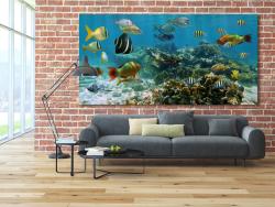 Wall Murals - Underwater Life