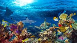 Wall Murals - Underwater Life