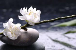 Fotomurali - Pietra Zen & Fiore
