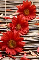 Fototapeten - Gerbera & Bambus