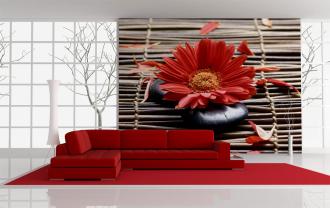 Gerbera
