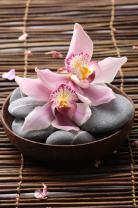 Fotomurales - Piedra Zen & Orquídeas
