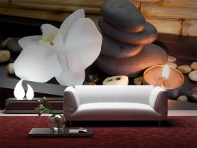 Pierre Zen & Orchidées