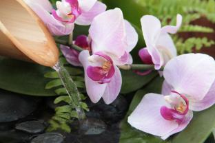 Fototapeten - Zen Brunnen & Orchideen