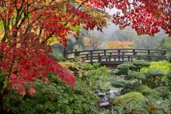 Wall Murals - Japanese Garden