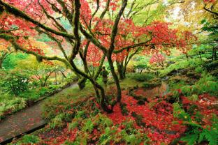 Fotomurales - Jardín Japonés
