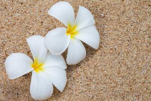 Fotobehang - Plumeria