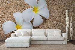 Plumeria Flowers
