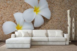 Plumeria