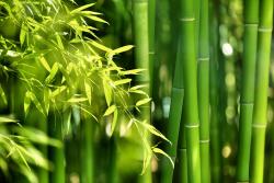Wall Murals - Bamboo