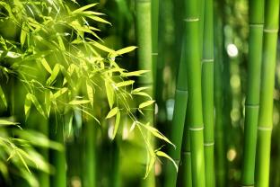 Fototapeter - Bambu