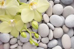 Fotomurali - Pietra Zen & Orchidee