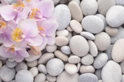 Wall Murals - Zen Stones & Orchids